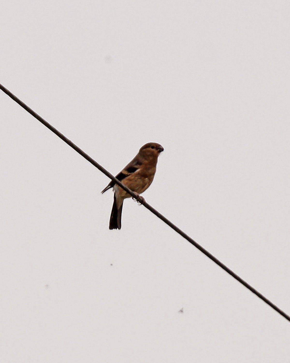 Why bullfrogs are called bullfinches Well find out Why bullfrogs are called bullfinches Well find out