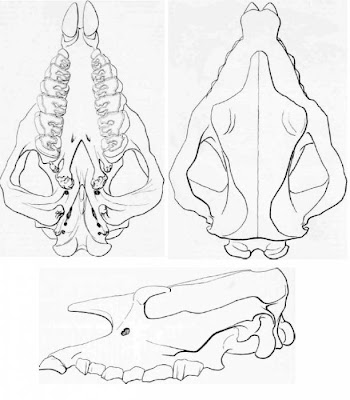 Brachypotherium skull