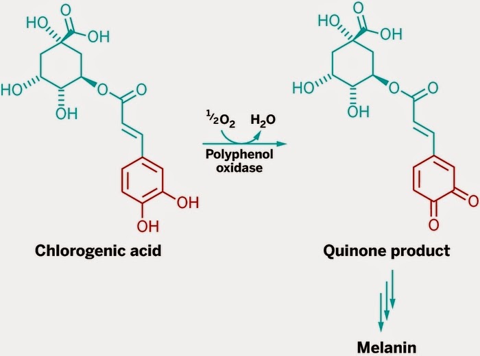 What Happened With My Fruits and Veggies?