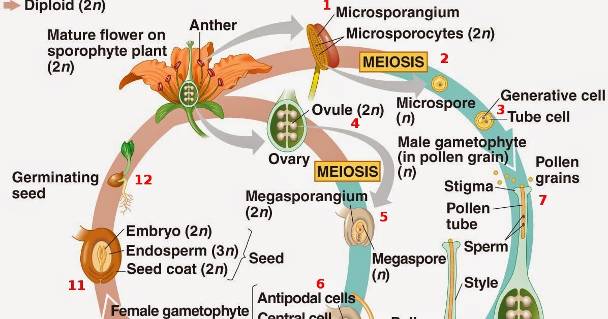 Botany Lab Double fertilization WOAH
