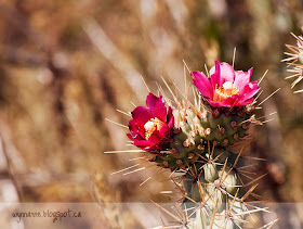 Cholla (pronounced "choya") cactus flower, taken in at Crystal Cove State Park, California