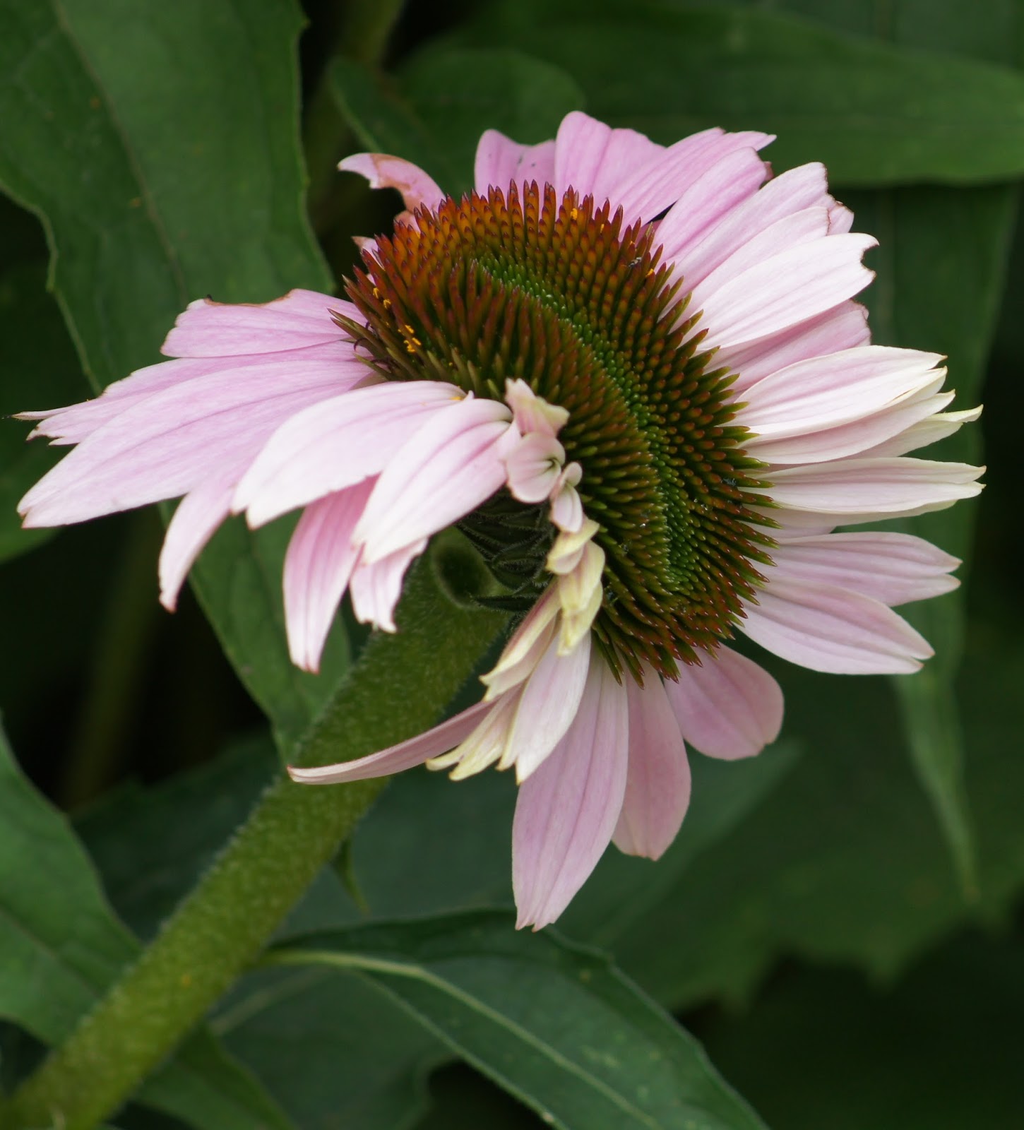 Things with Wings Fascinating Fasciation