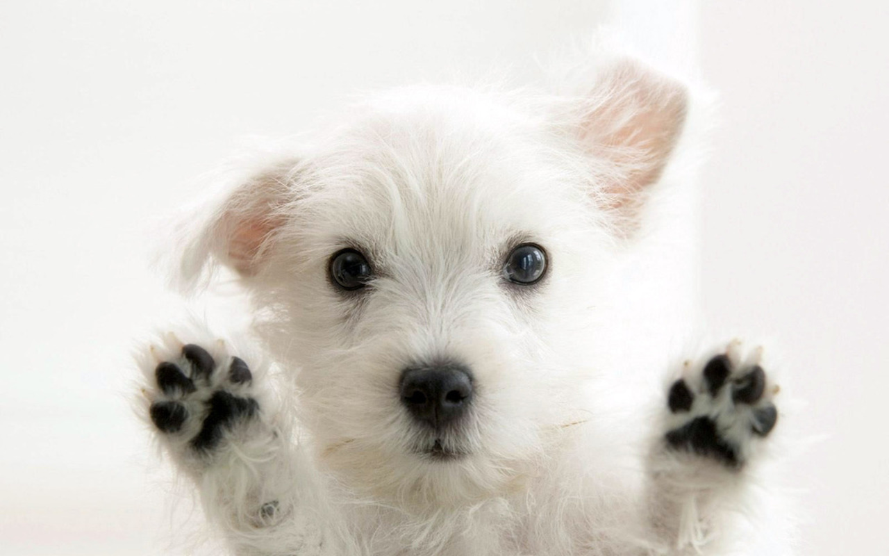 http://2.bp.blogspot.com/-IYIw2S8uqS0/TtrdSRdvsyI/AAAAAAAADTo/95iwoYlIoLE/s1600/cachorrinho-wallpaper.jpg