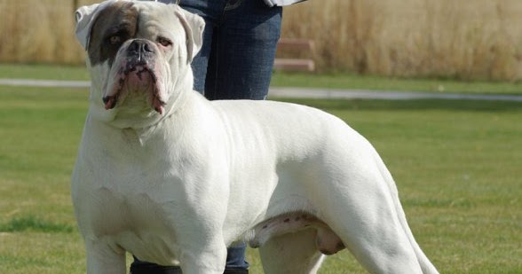 How to Raise an American Bulldog How to Raise an American Bulldog