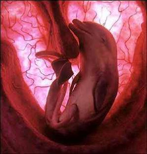 Un delfín en el vientre de su madre