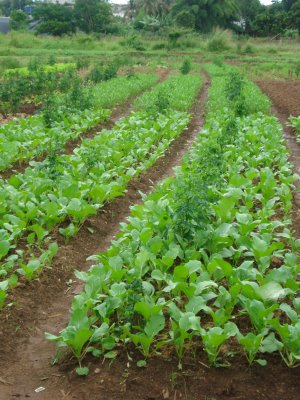 Pertanian Organik Makalah Pertanian Organik