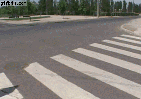 Dog Crossing Street Gif ~ Funny Joke Pictures