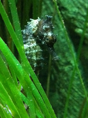 TXU Energy Phone Number