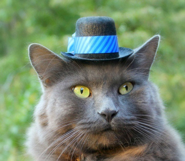 Sombreros para gatos La Guarida Geek