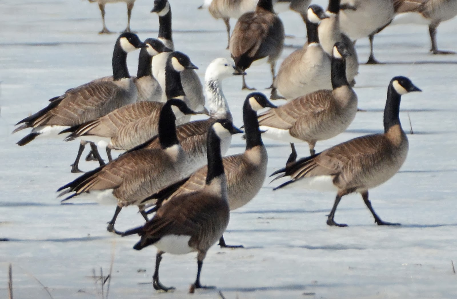 Snow Geese Vs Canada Geese at Diane Dobos blog