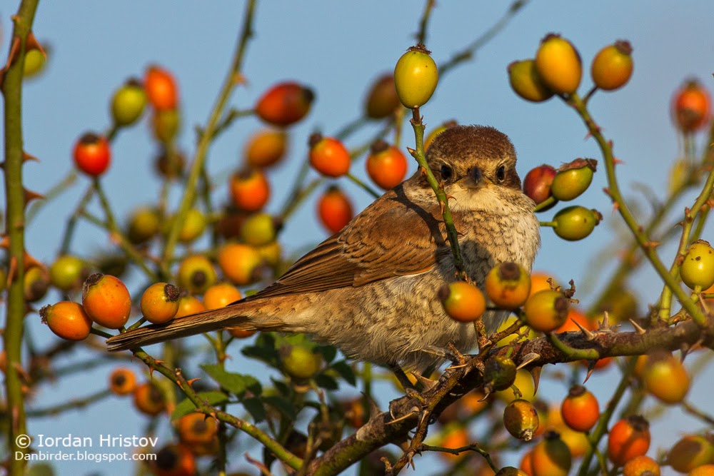 Red-backed Shrike Lanius collurio bird photography in Bulgaria