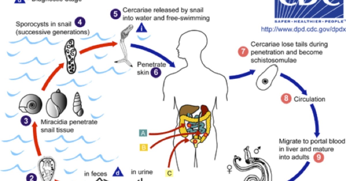Traveling Small with a Nucleus But it was just a dip in the lake a