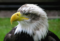 The Bald Eagle