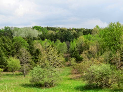 spring trees