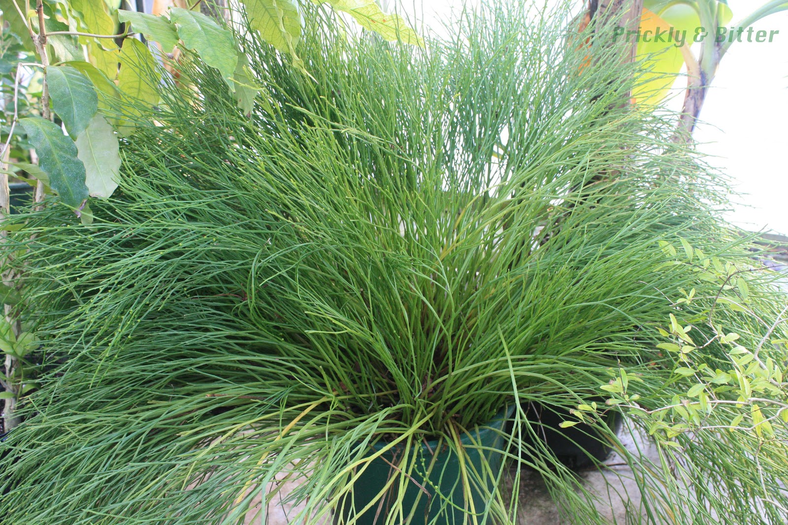 Prickly and Bitter Ferns as brooms