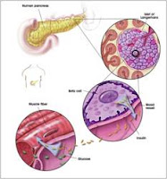 MAINTAINING BLOOD SUGAR LEVELS