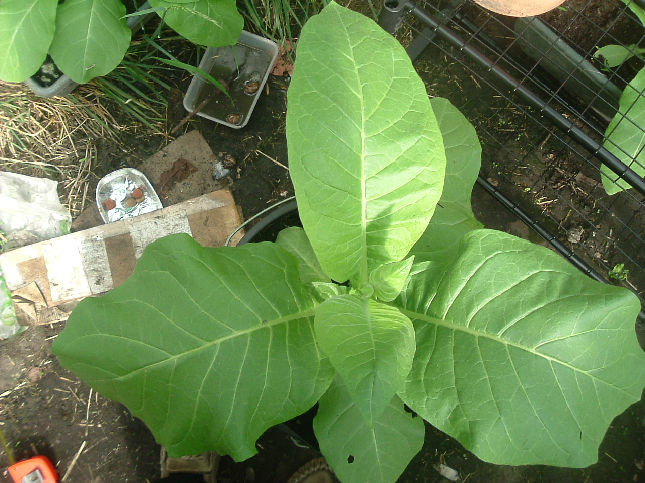 Stitch In Time Tobacco plant pictures update.