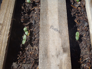 pickling cucumbers pallet garden