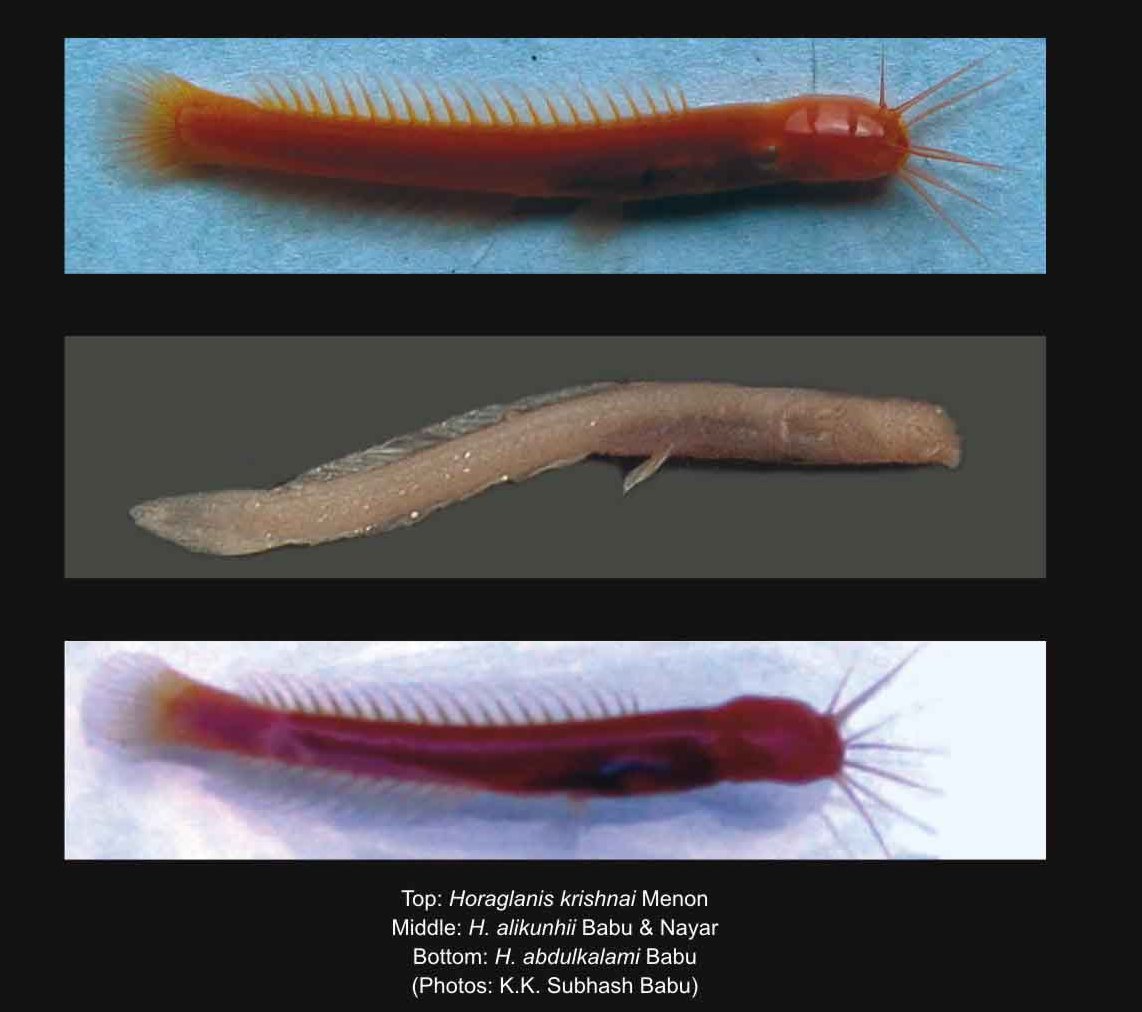 H+Krishnai,+H+alikunhii+and+h+abddulkala