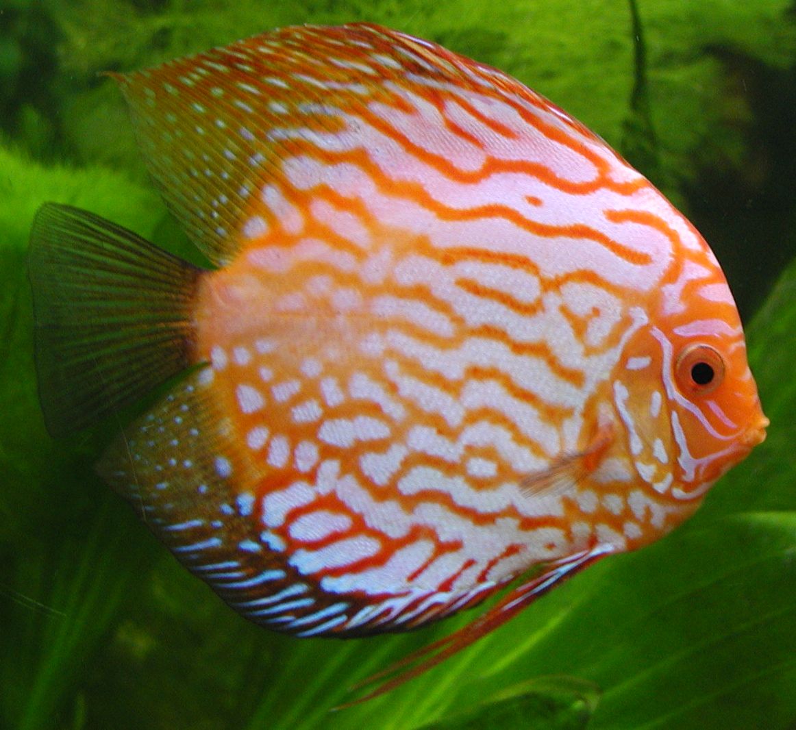 Discus What You Need to Know Before Keeping Discus Fish