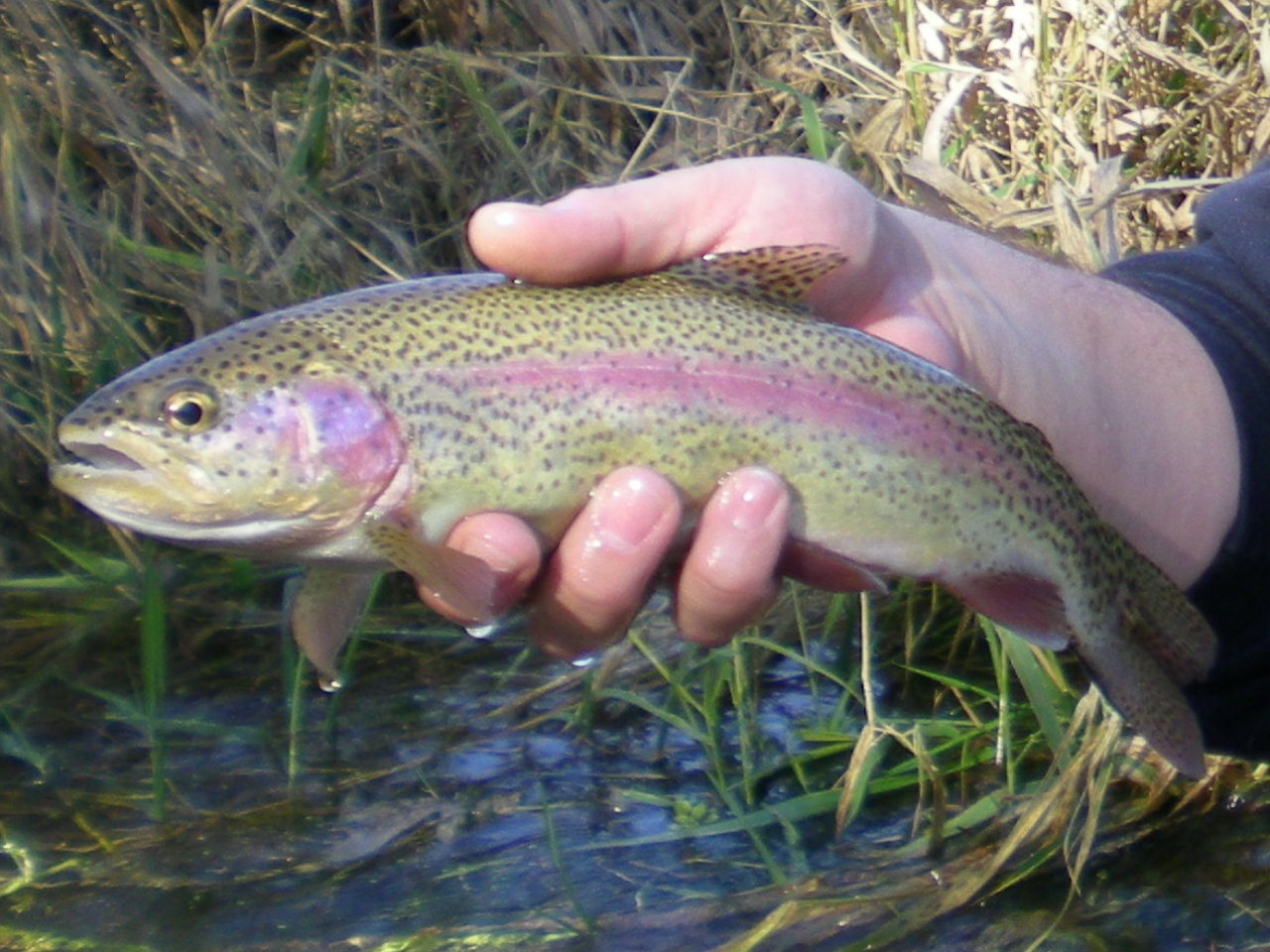 Brookies and Browns Nebraska Trout Streams