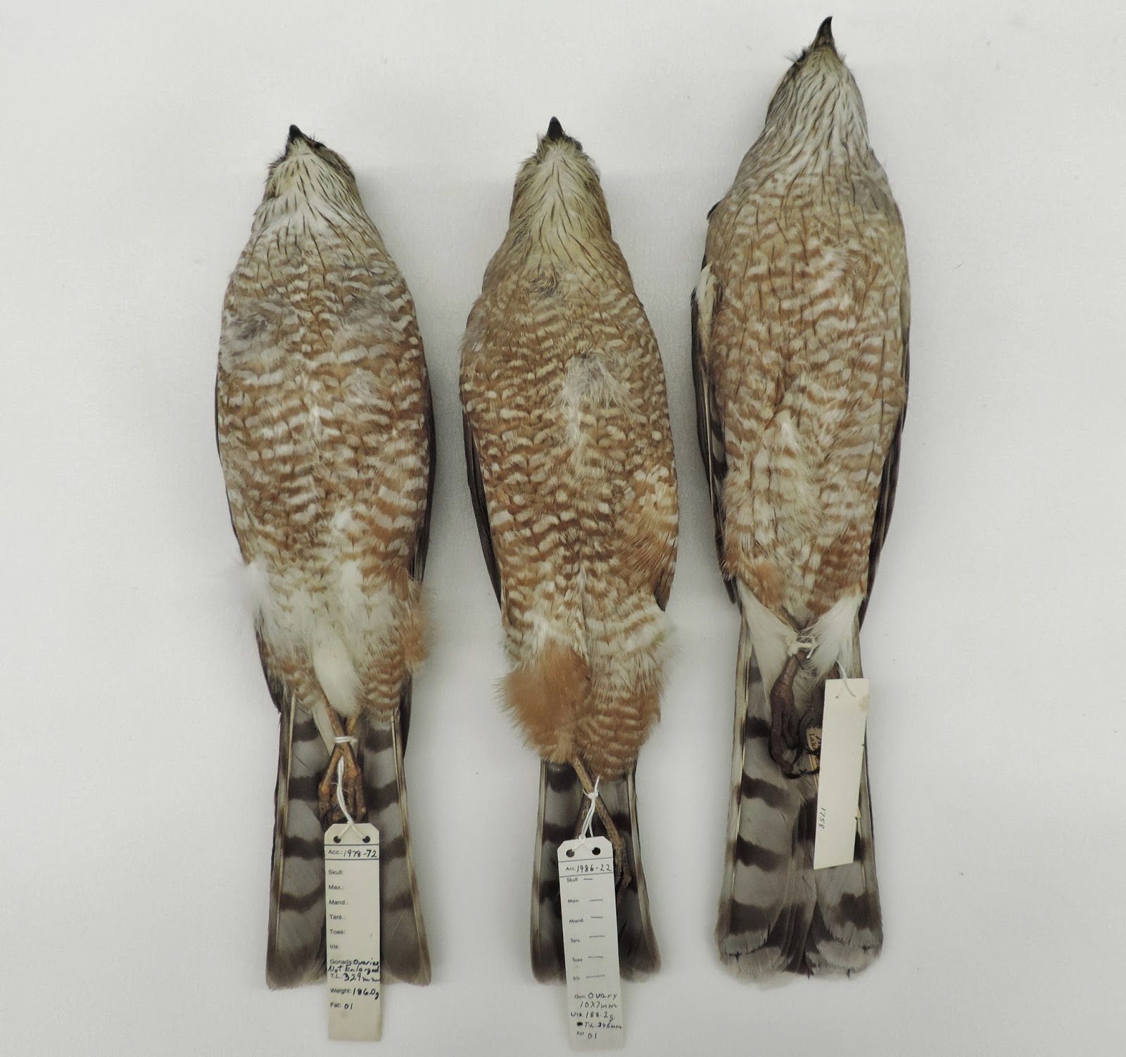 Coopers or broad winged hawk? Sighted in Chicago, most I have figured