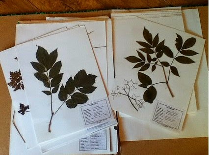Herbier : créer son journal botanique avec Specimen