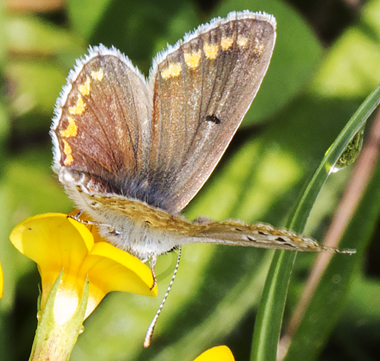 Brown Argus, Aricia agestis. Near Downe, 23 August 2014. Brown Argus, Aricia agestis. Near Downe, 23 August 2014.