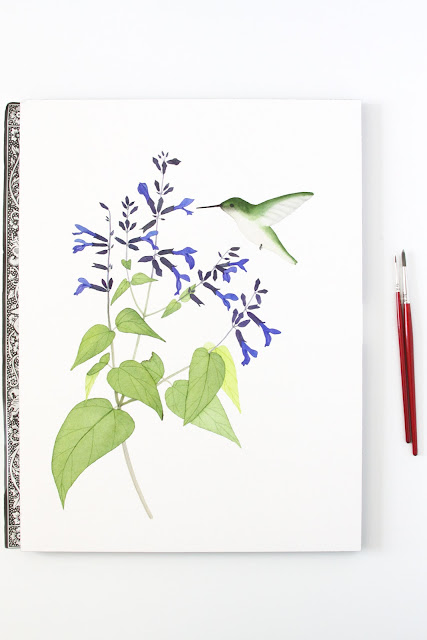 watercolor hummingbird, watercolor flowers, botanical watercolor, black and blue salvia, Anne Butera, My Giant Strawberry