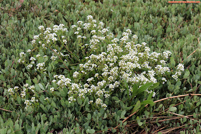 Il n'y a pas que l'obione (halimione portulacoides) dans les estuaires. Rien que sur cette photo, on trouve les deux autres excellentes espèces comestibles dont je parle ci-dessous.