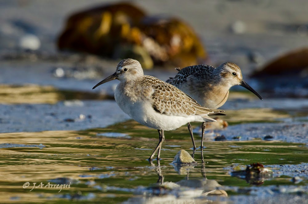 correlimos zarapitin, Calidris ferruginea, Curlew Sandpiper correlimos zarapitin, Calidris ferruginea, Curlew Sandpiper