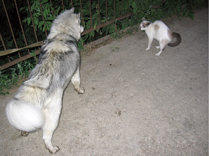 Хаски охотится на кошку