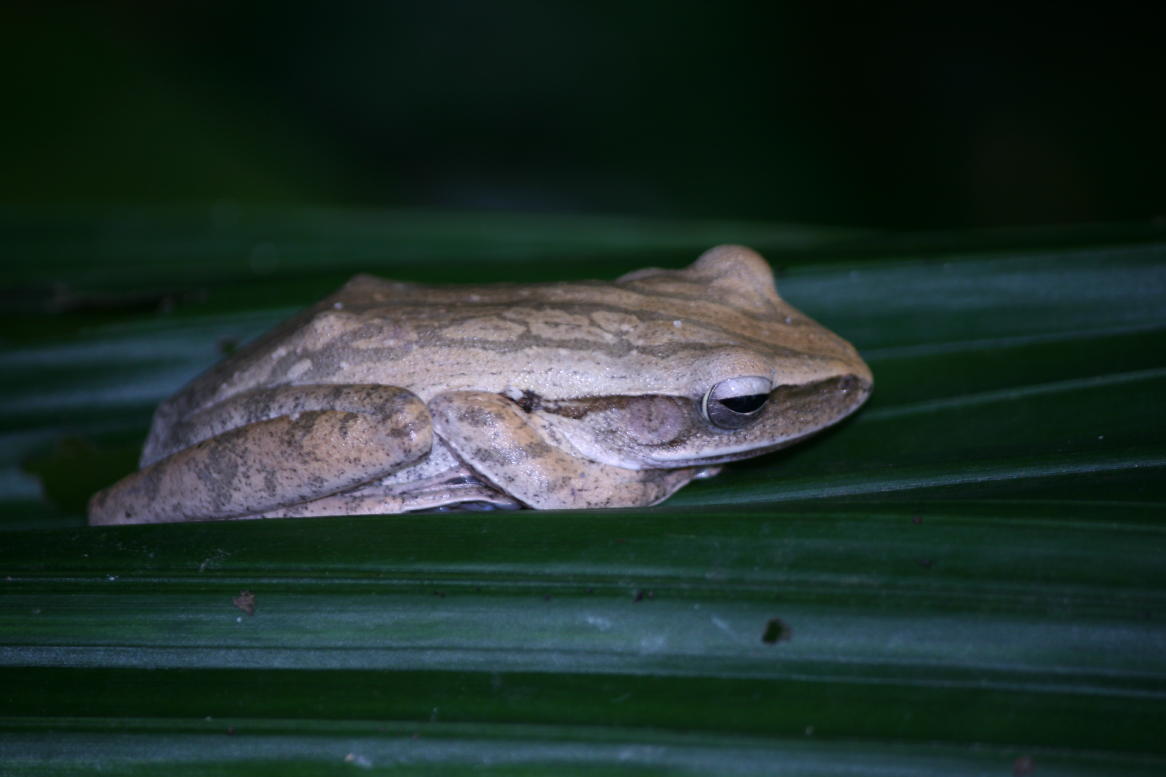 Singapore Wild Animals Singapore Amphibians