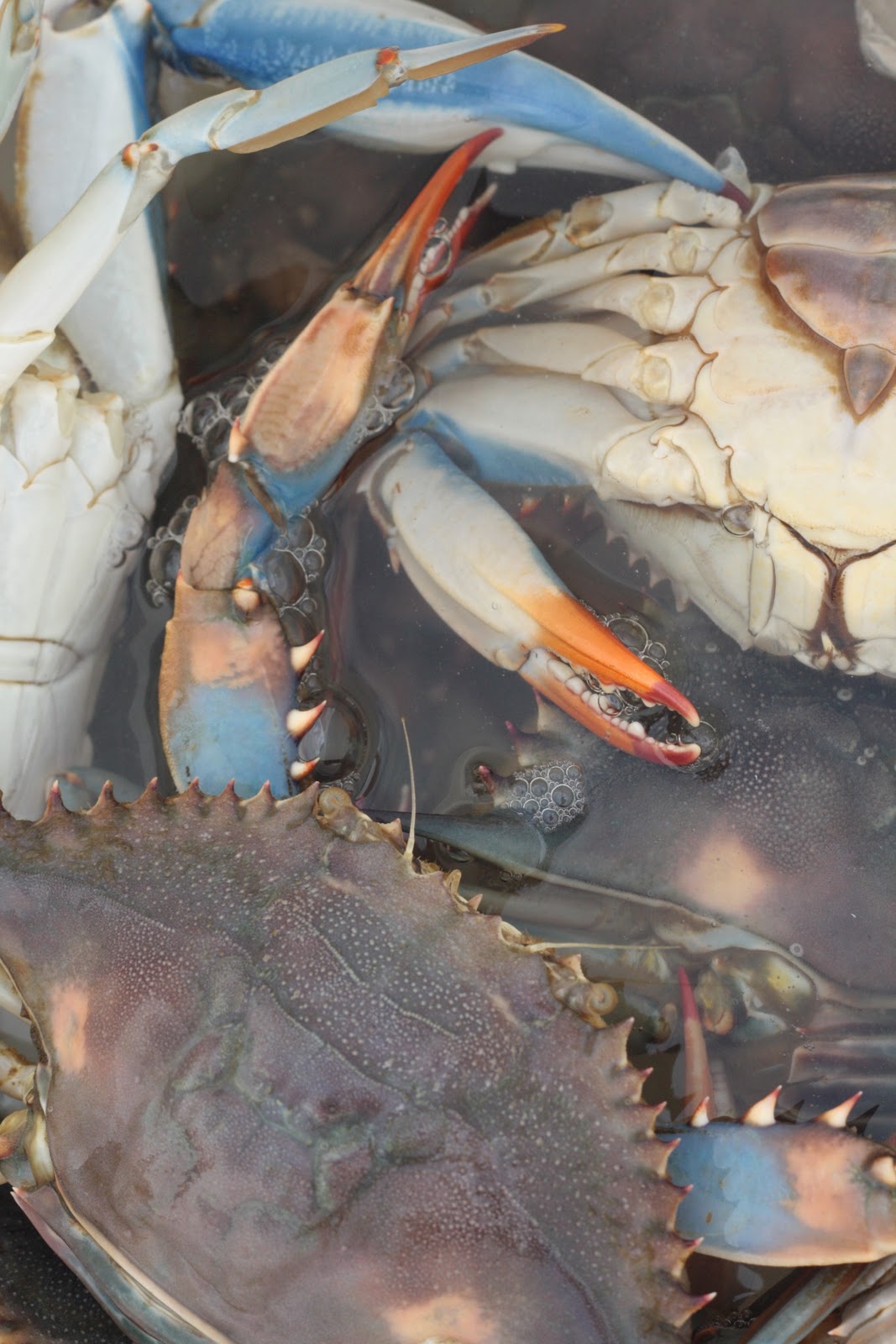 Jubilee Crab Dip Life in the Green House