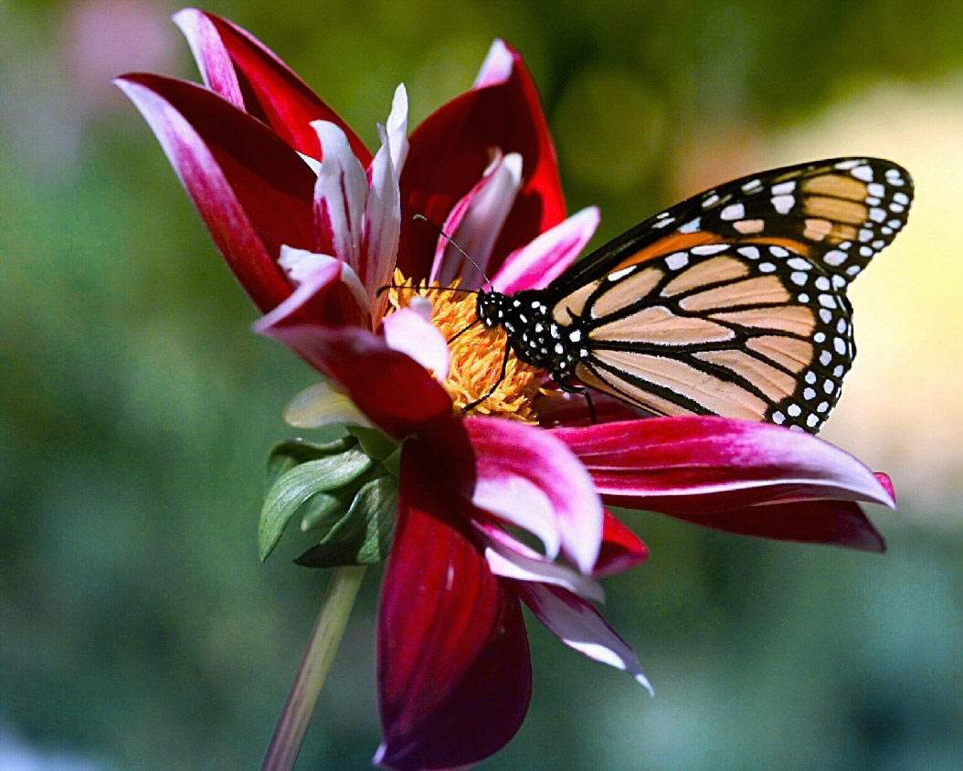 [Imagen: Flores+y+mariposas.jpg]