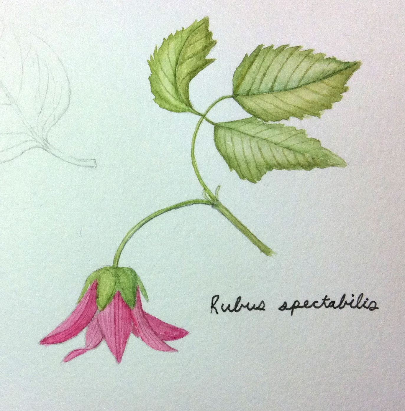 Salmonberry Drawing