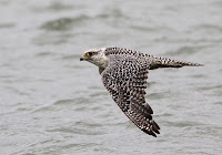 Gyr Falcon