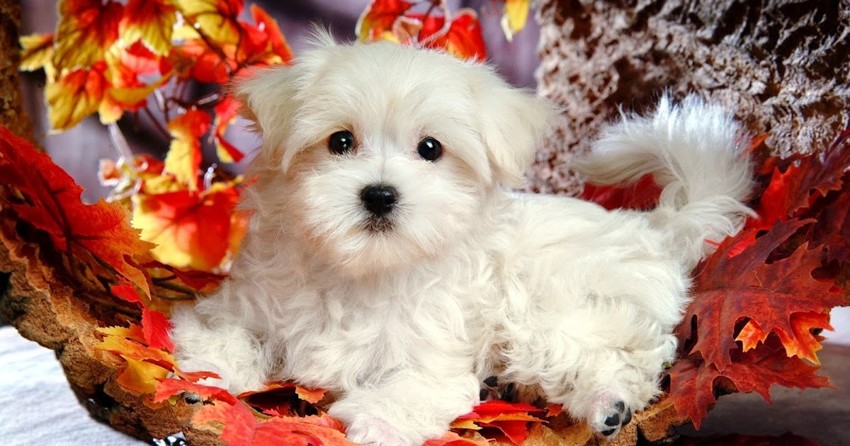 All new wallpaper : Puppy Autumn Wallpaper
