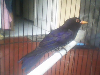 Cek Resi Herona Jasa Ekspedisi By Nct