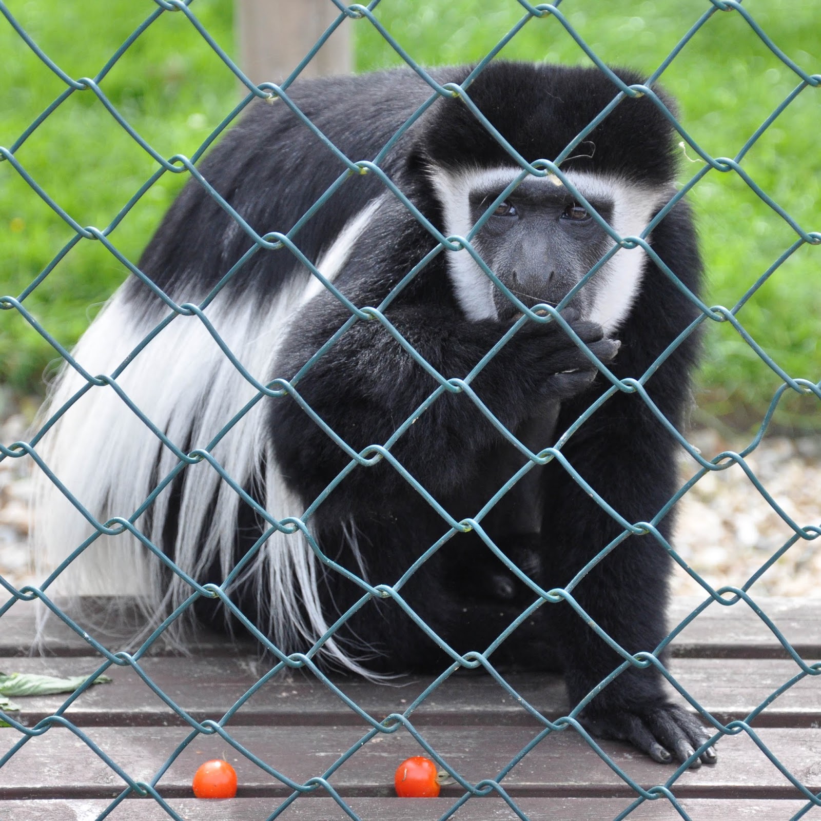 Munching, Monkey Haven, Isle of Wight, UK Munching, Monkey Haven, Isle of Wight, UK