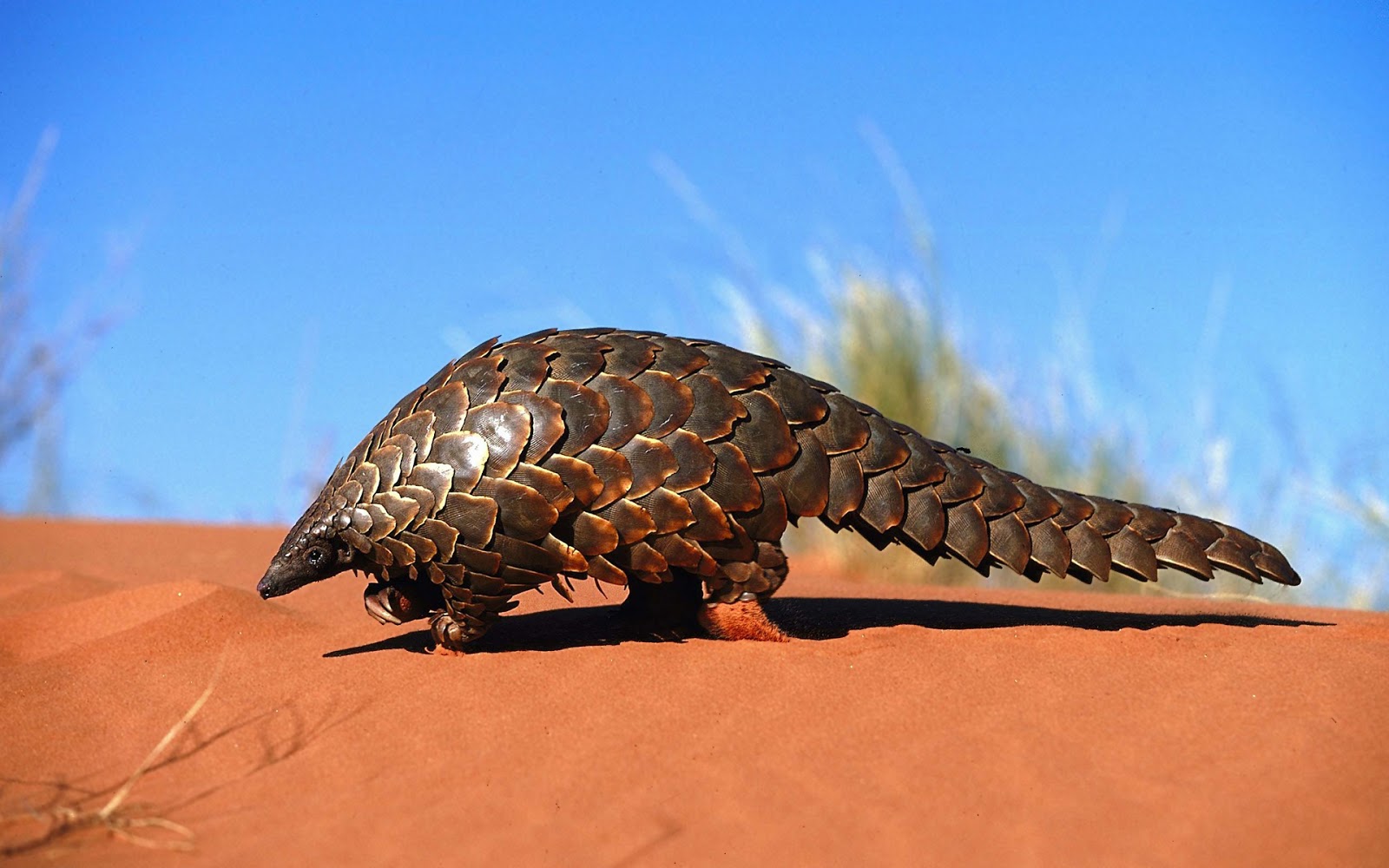 Pangolin | Animal Basic Facts & Pictures | The Wildlife