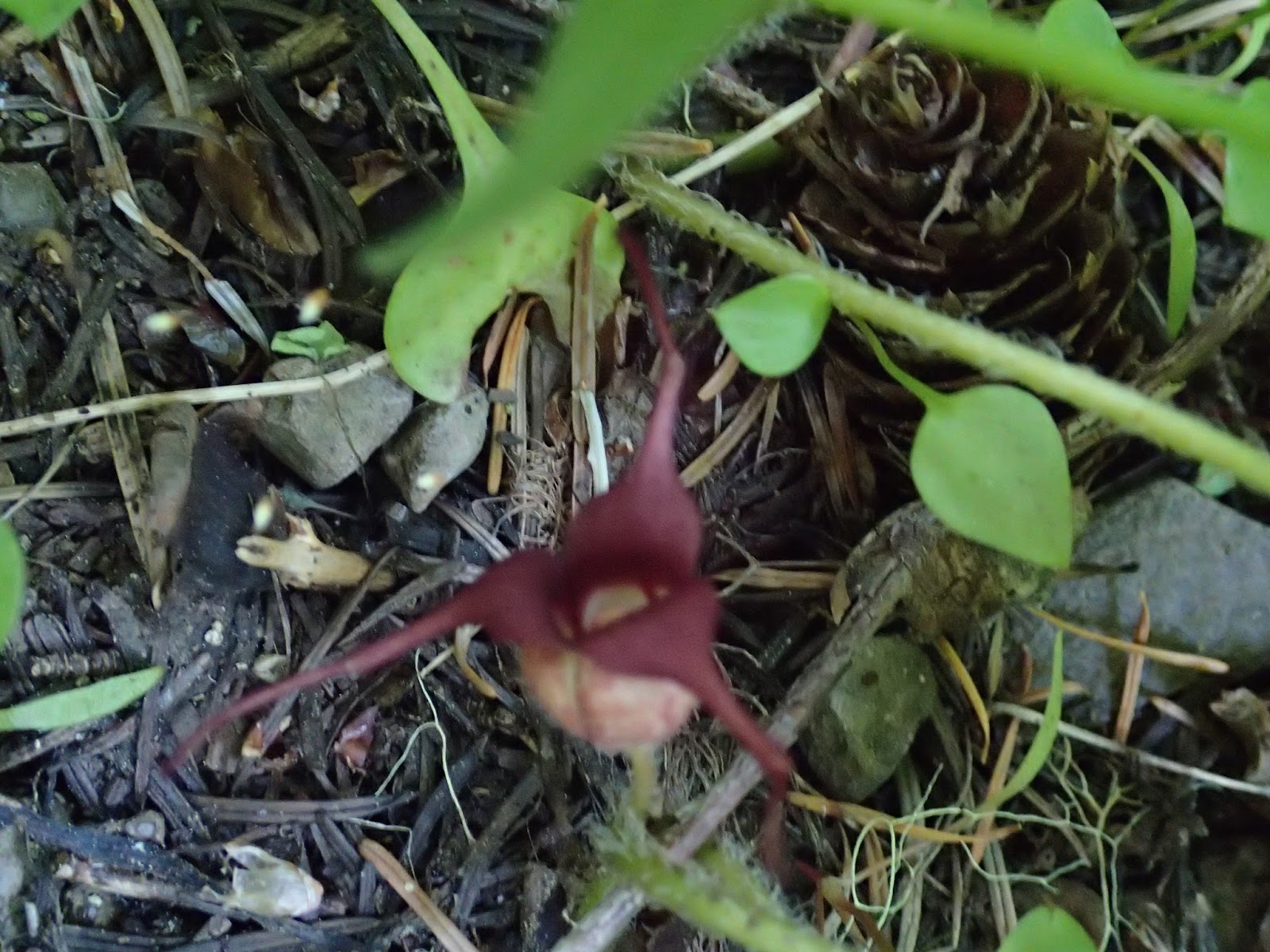 Casing Oregon Wildflower Hikes Iron Mountain