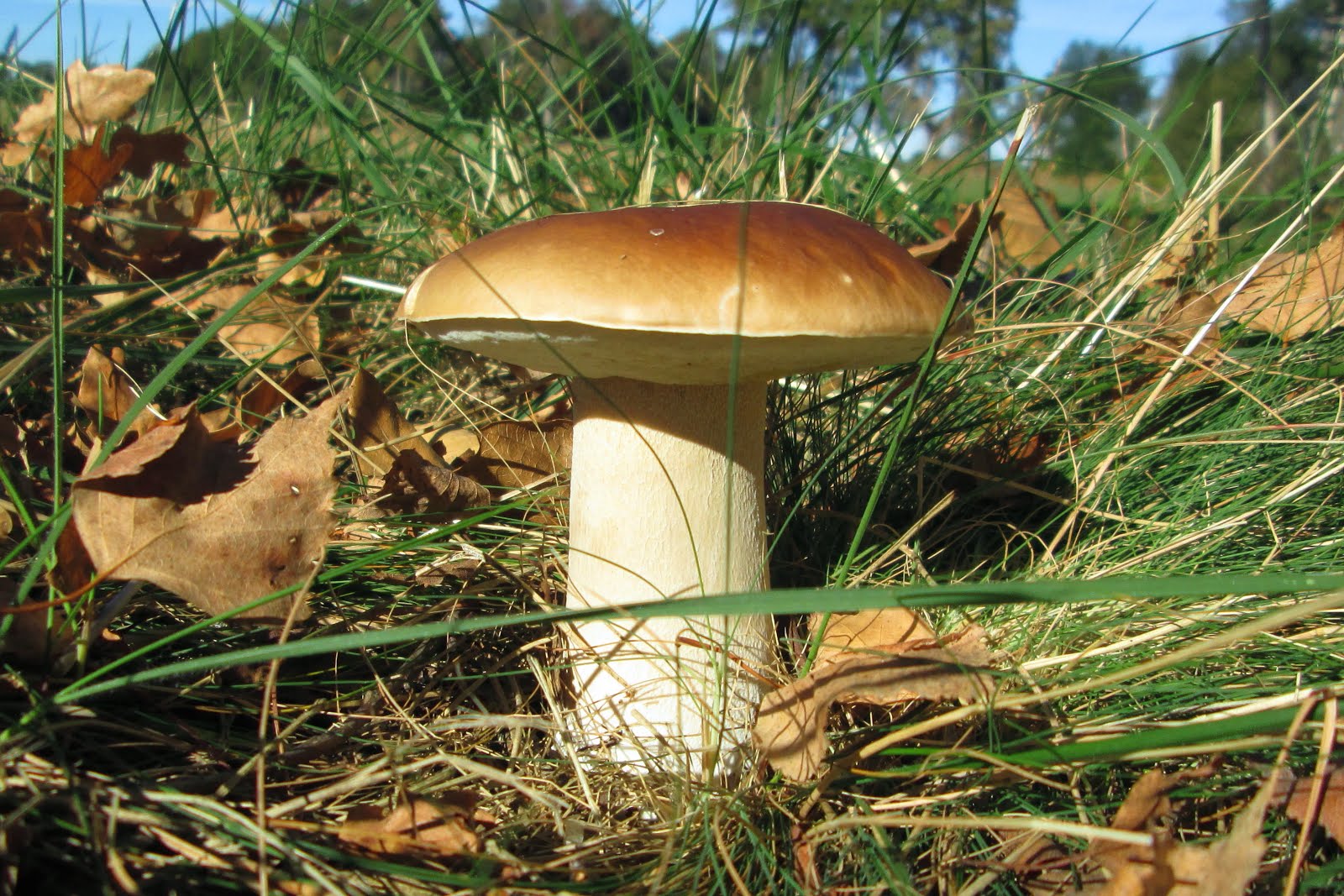 CUEILLETTES DES CHAMPIGNONS