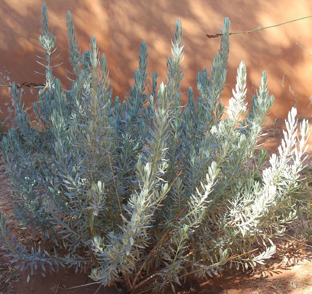 Gardening in Africa Lavender in your garden