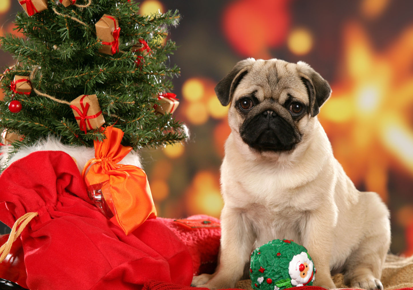http://2.bp.blogspot.com/-IeKwbh90qck/UMYPiI_3bEI/AAAAAAAADLs/uHqzw2Efqhk/s1600/cute-pug-with-christmas-gifts.jpg