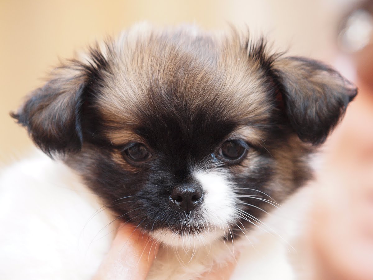 Yorkie Pomeranian Poodle Mix Shih tzu pekingese mix Yorkie Pomeranian Poodle Mix Shih tzu pekingese mix