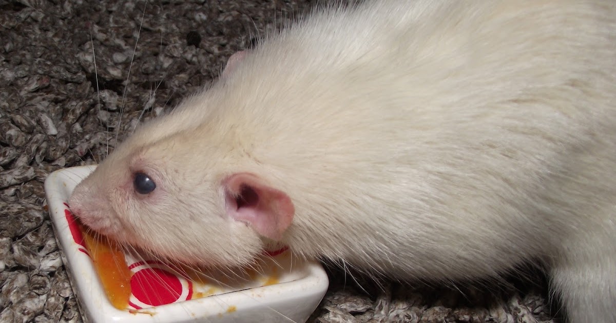 Mortimer and Wheeler Do Rats Like Carrot Soup?