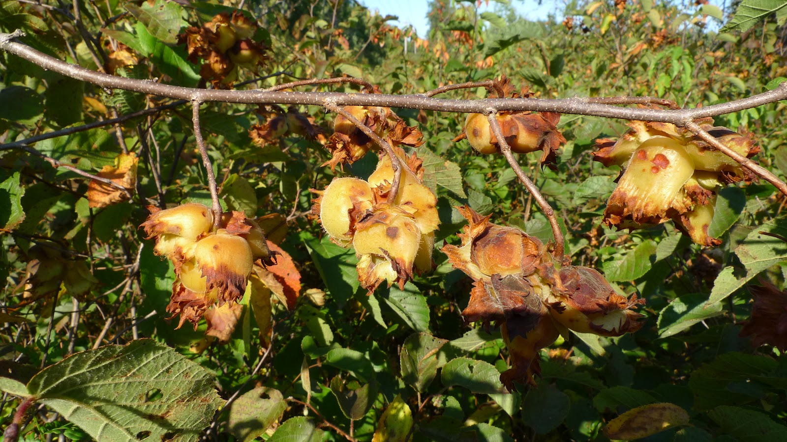 Life of a Hazelnut Mind42