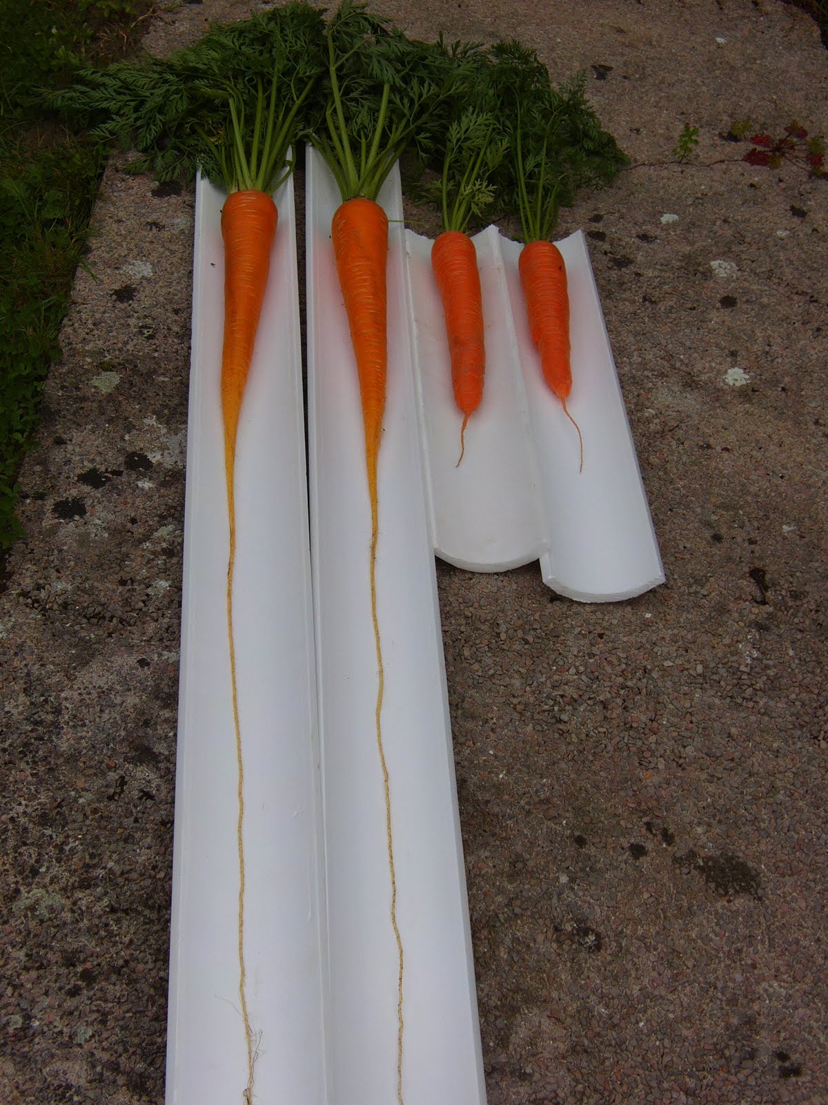 geoffs garden long carrots grown in tubes stump carrots grown in pop