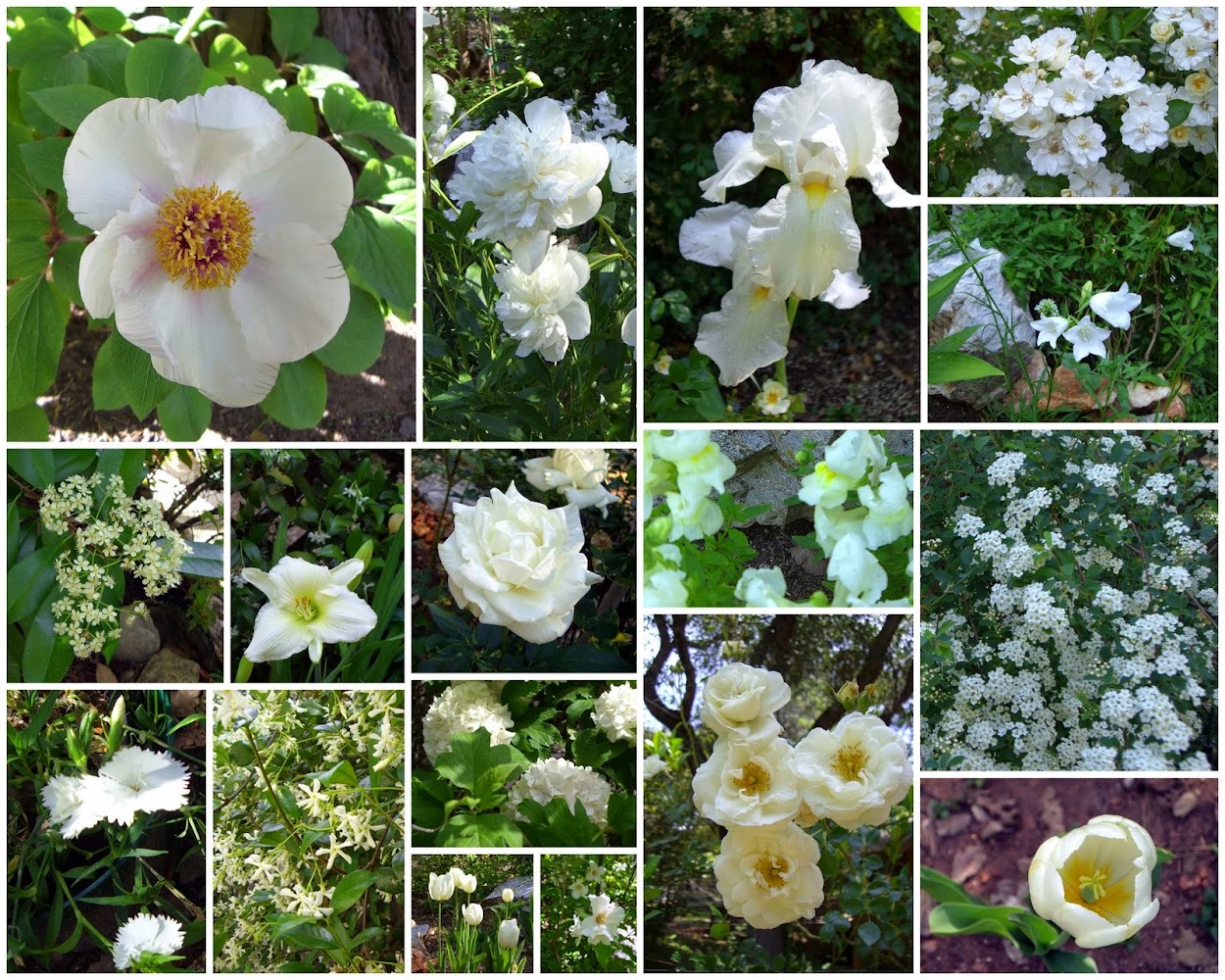 WHITE FLOWER MOSAIC-2009